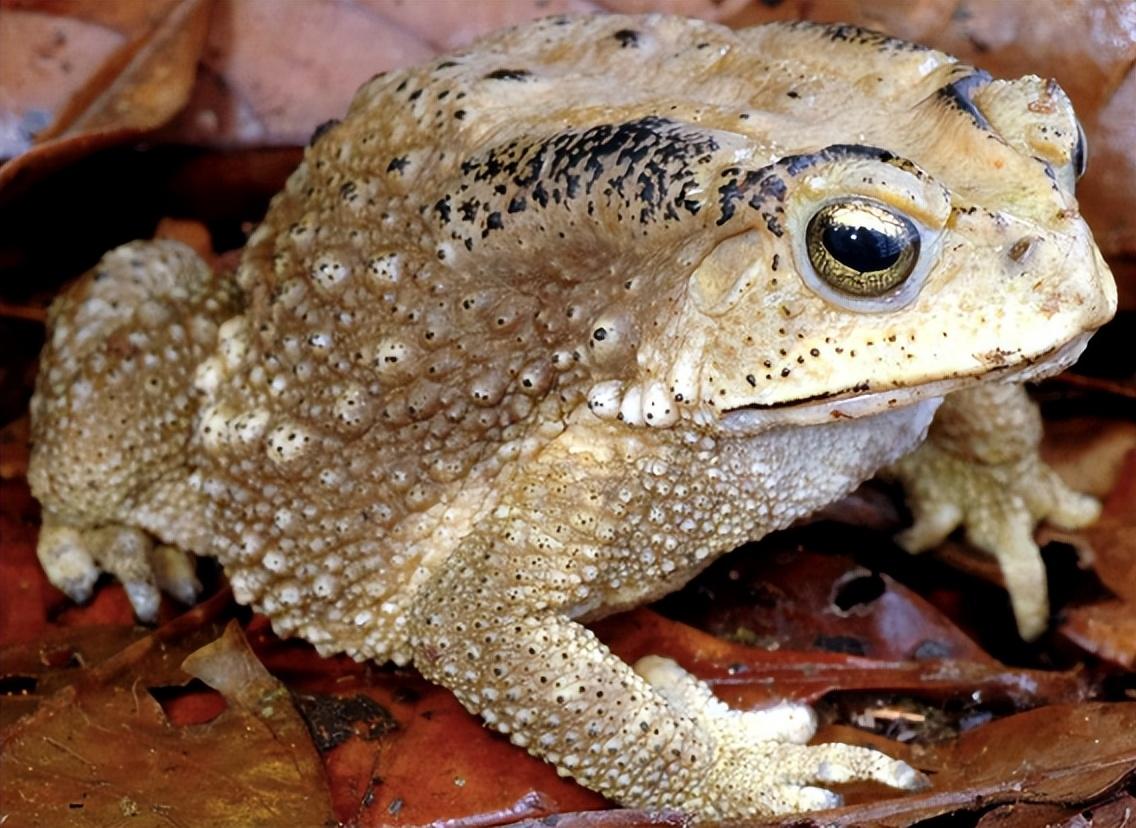 蟾蜍皮一公斤能卖1万,农村蟾蜍那么多,为什么蜕的皮却难找到?