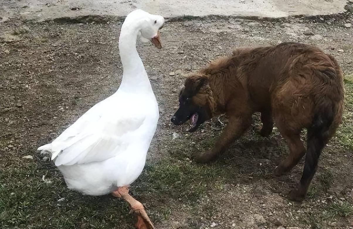 生性好斗的大鹅vs"低眉顺眼"的家狗