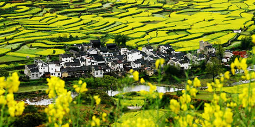 江西油菜花景点在哪里图片