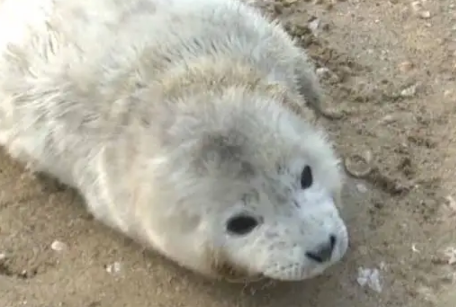 09年辽宁渔民捡到一只"白毛海豹",养几天才知:这是牢底坐穿兽