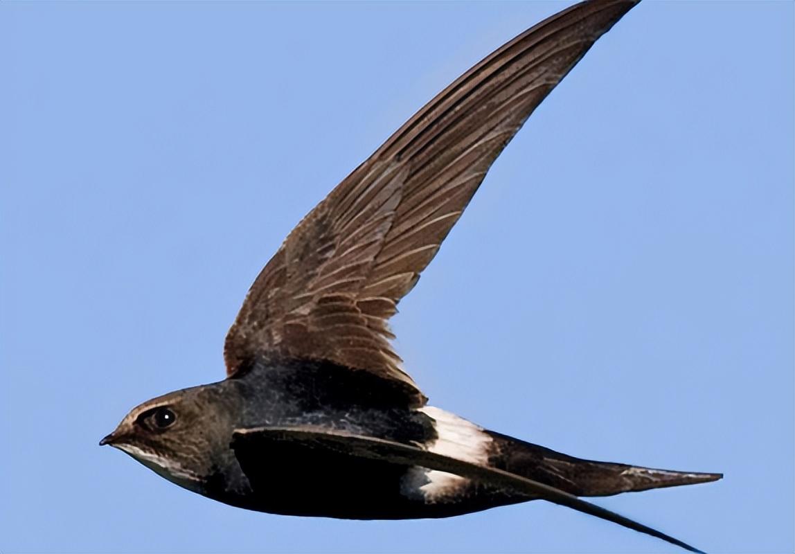 回顾"无脚鸟"雨燕,一边飞一边睡落地等于死亡?能在空中完成交配