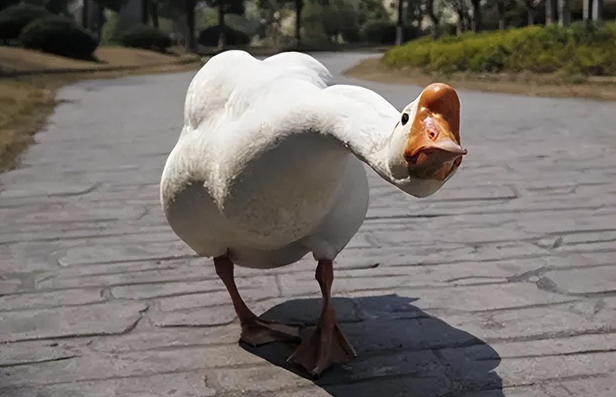 回顾"宁叫狗咬,不让鹅拧",鹅真有那么厉害吗?养鹅还能防黄鼠狼?