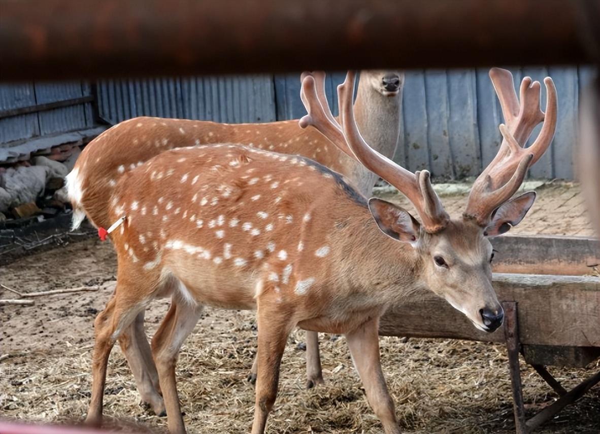 回顾鹿浑身是宝,一对鹿茸甚至卖出4万的高价,为何农户却不愿意养?