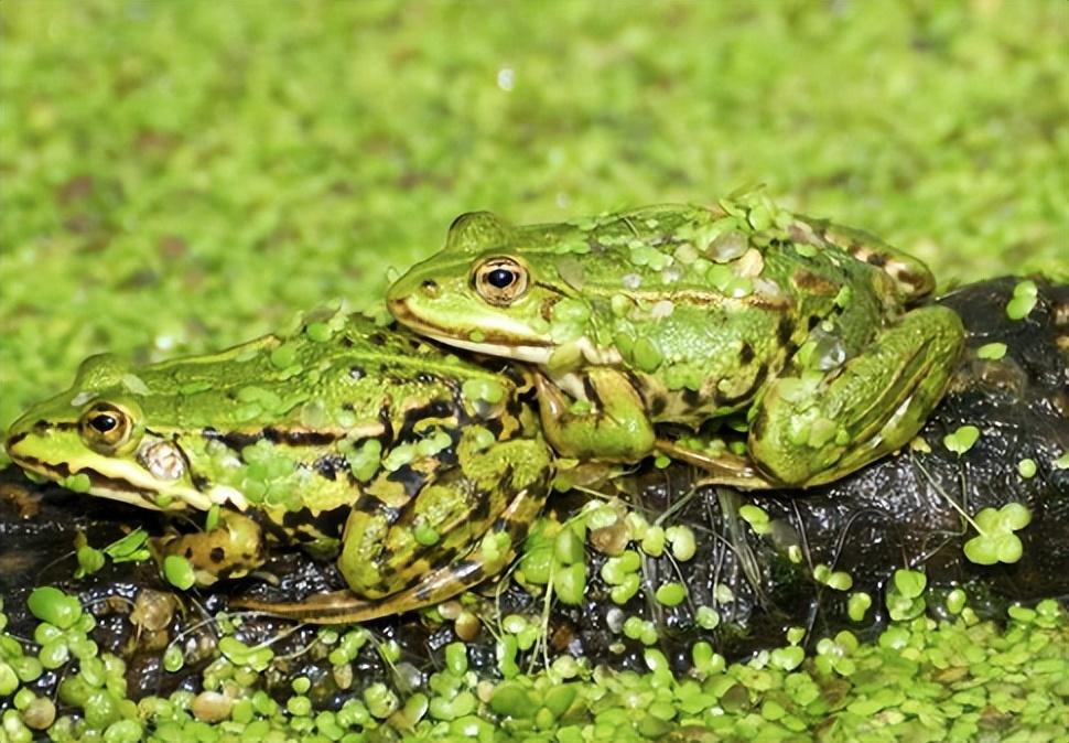 蟾蜍跟青蛙有多相似?