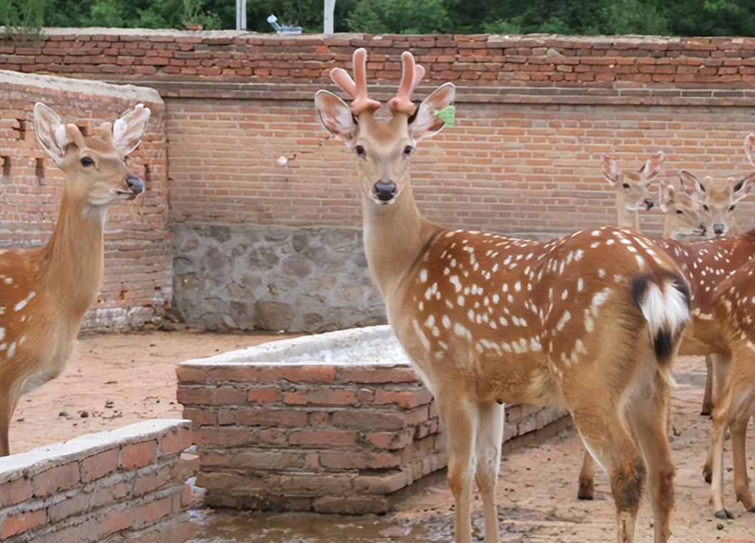 回顾鹿浑身是宝,一对鹿茸甚至卖出4万的高价,为何农户却不愿意养?