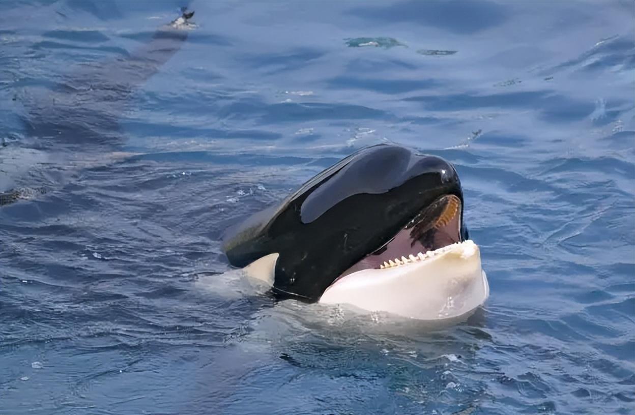 虎鲸竟是两面派?撕咬大白鲨后,转头对人类示好