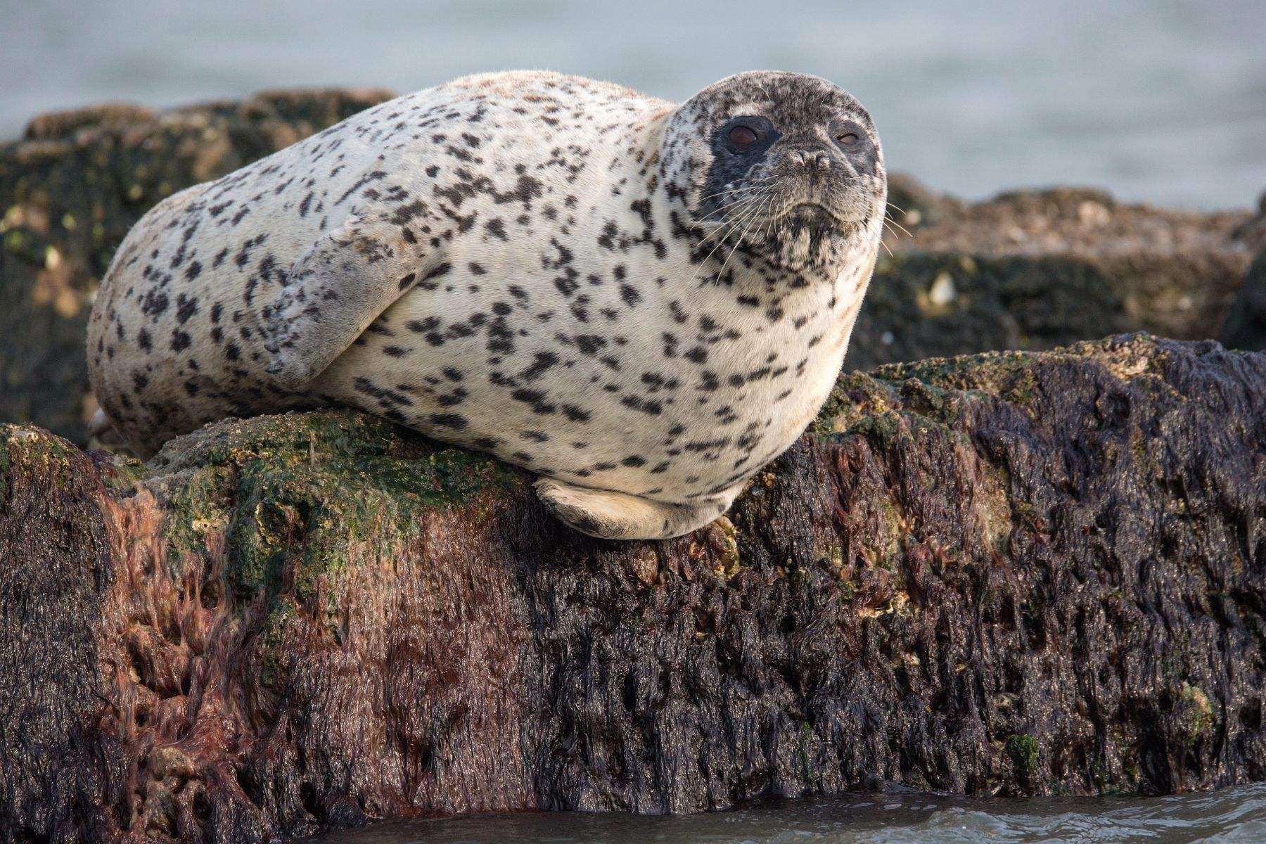 09年辽宁渔民捡到一只"白毛海豹",养几天才知:这是牢底坐穿兽