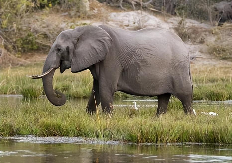回顾非洲象在河边喝水,被鳄鱼一口咬住象鼻,大象没鼻子还能活吗?