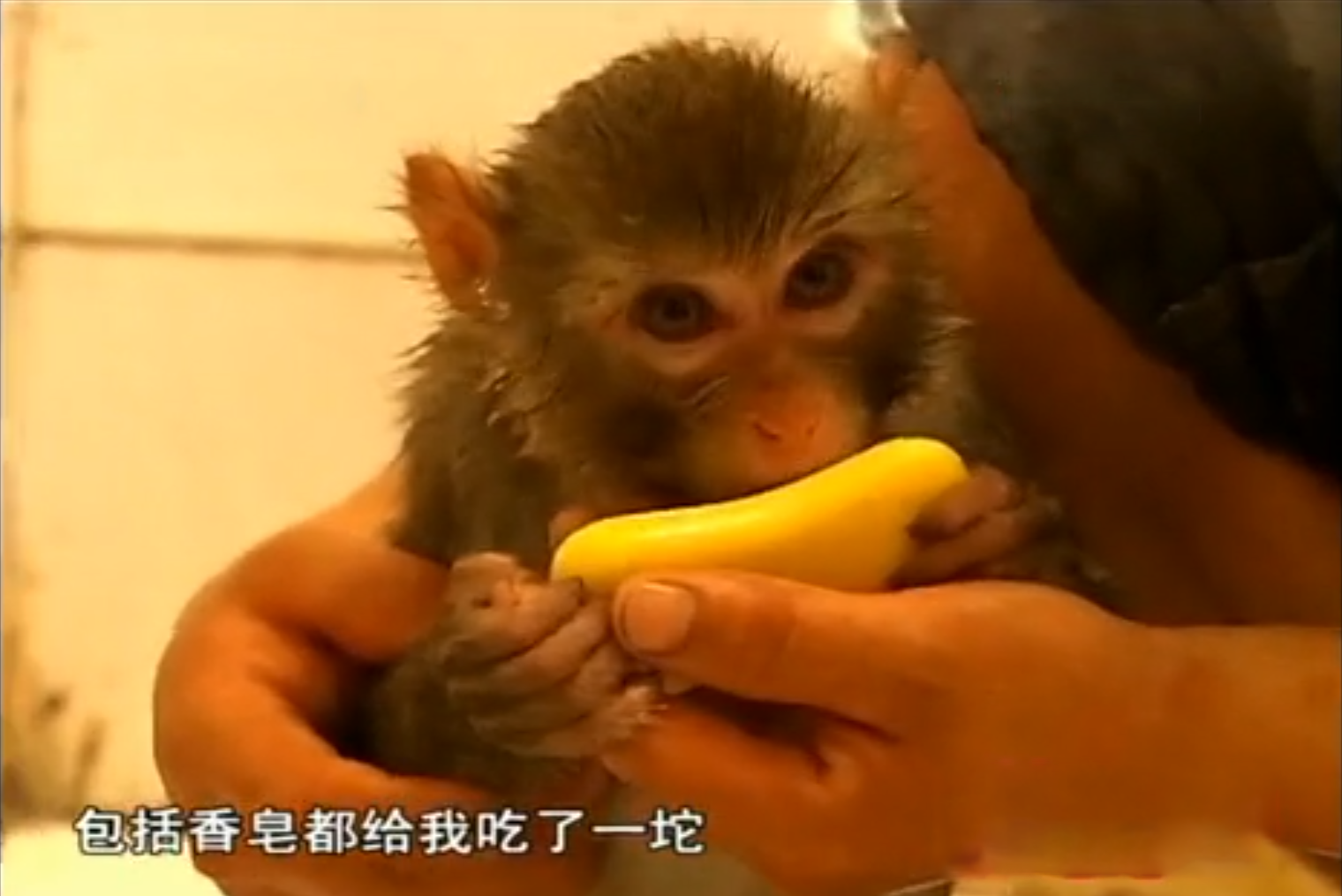 日全食"送来"小猴子