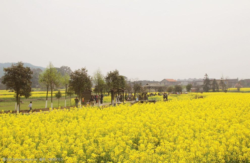 江西油菜花景点在哪里图片