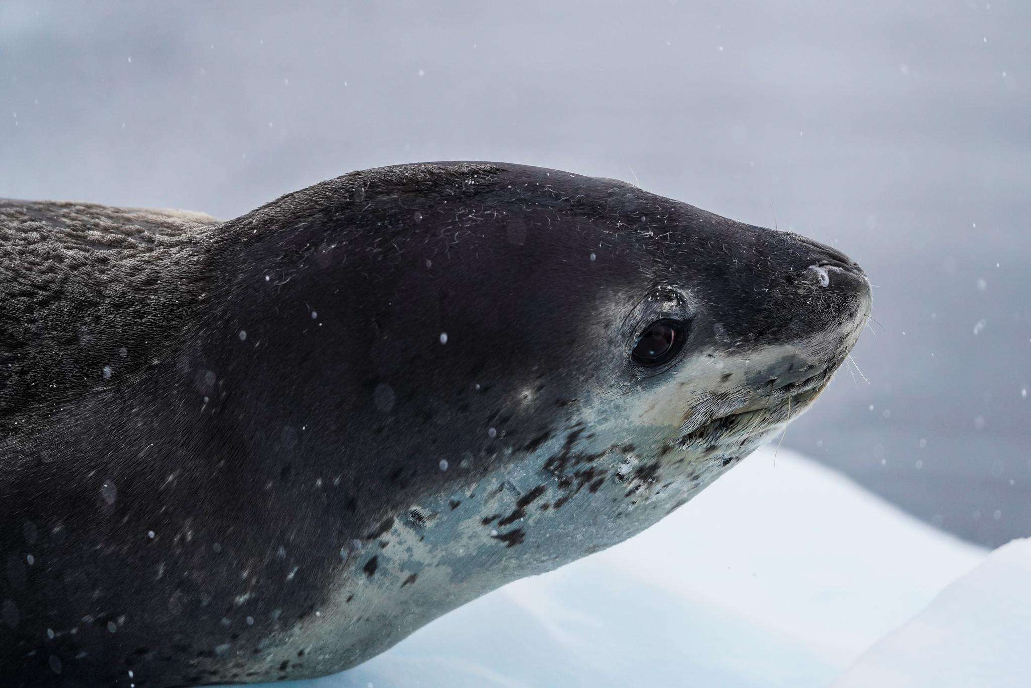 09年辽宁渔民捡到一只"白毛海豹",养几天才知:这是牢底坐穿兽