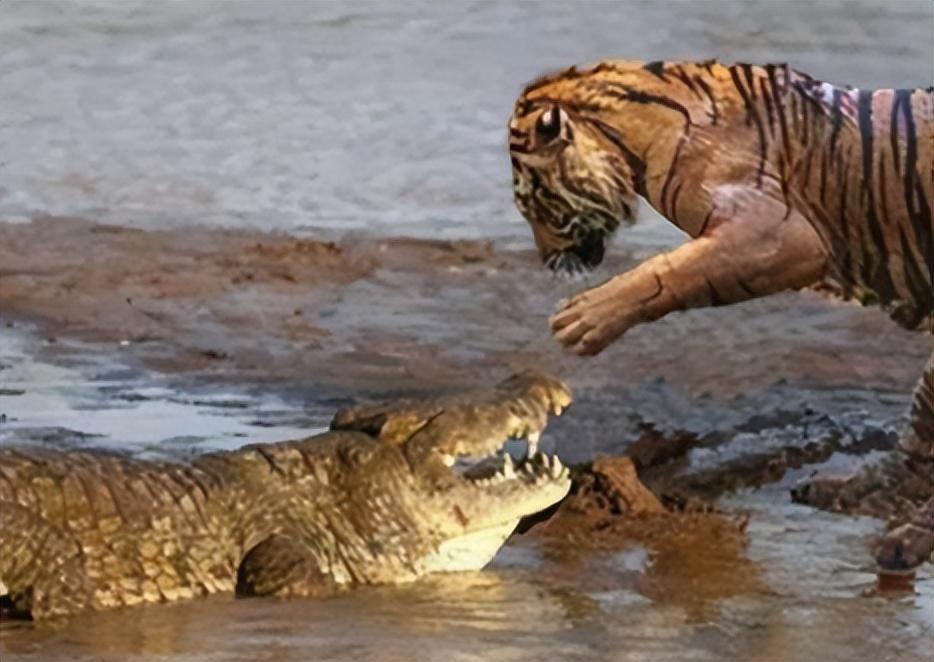 回顾传奇虎王玛琪莉,曾单杀4米巨鳄,为何狮子猎杀鳄鱼这么难?