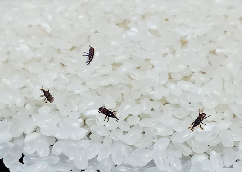 米虫的专业学名叫"米象",别称还有"谷牛""蛘子"等.