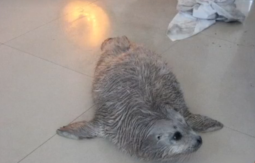 09年辽宁渔民捡到一只"白毛海豹",养几天才知:这是牢底坐穿兽