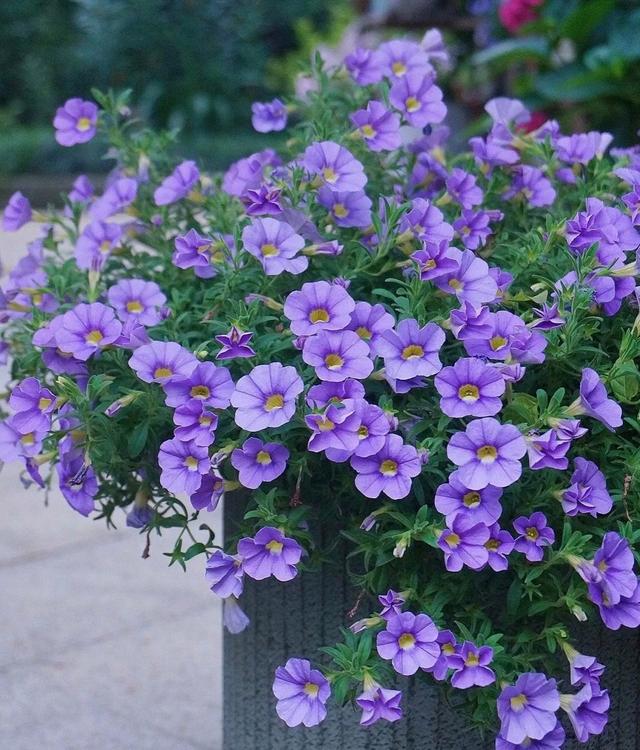 百万小玲又叫舞春花,小花矮牵牛,是一种很漂亮的