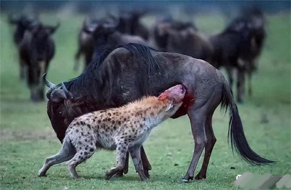 回顾斑鬣狗为什么会喜欢掏肛,被掏肛的动物,为什么总是原地不动?