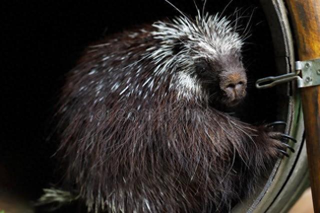 回顾豪猪身上有3万多根尖刺,它们是如何交配的?会不会伤到同类?