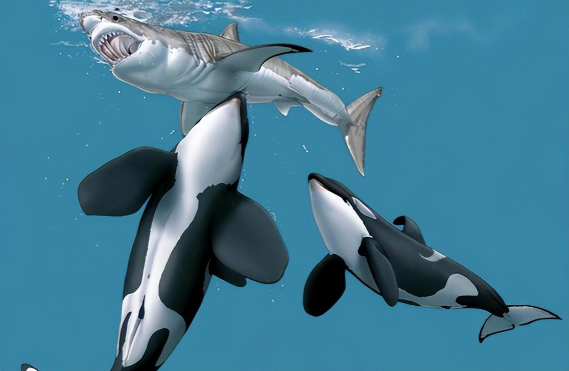 回顾大白鲨遭到"杀人鲸"袭击时,为何会一动不动,被撕咬致死?