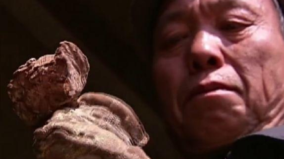 08年湖南一工地挖到古墓,墓主头骨上的植物吓懵众人:棺材阿魏?