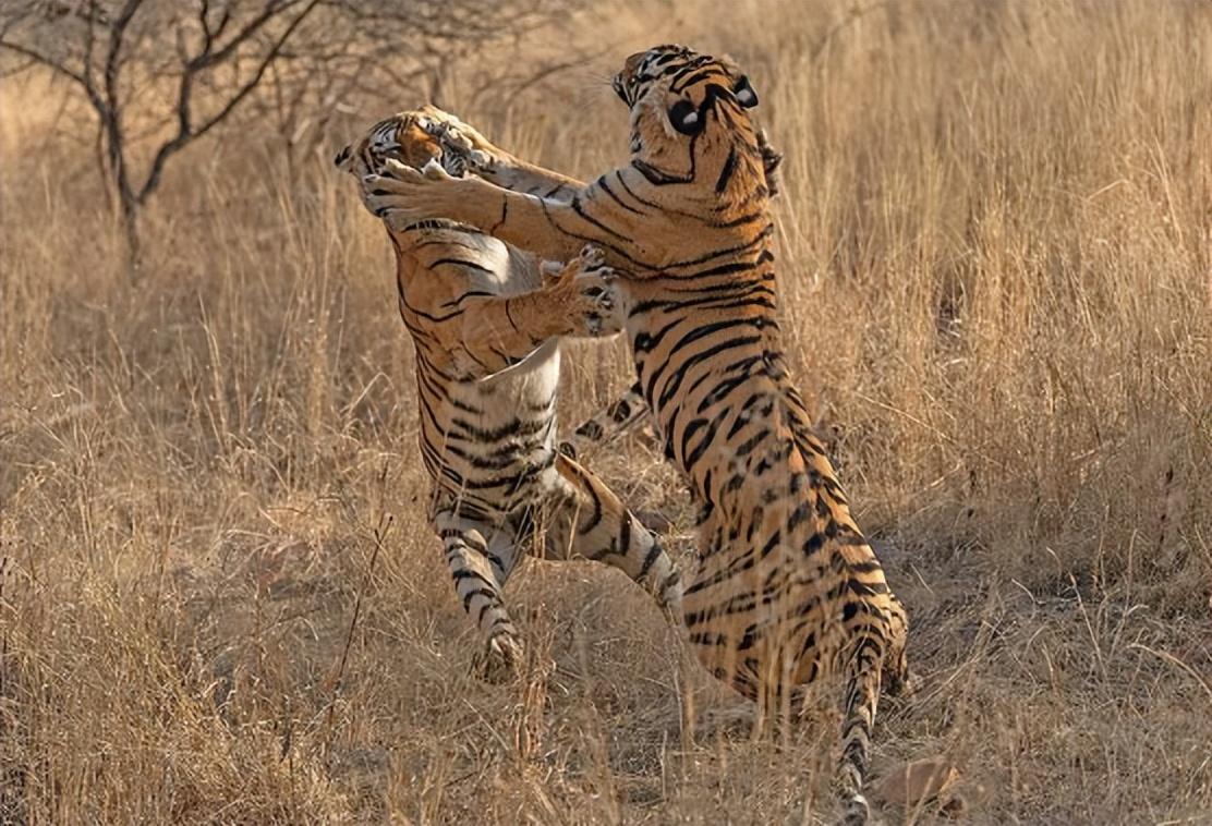 回顾"传奇虎王"玛琪莉,曾单杀4米巨鳄,为何狮子猎杀鳄鱼这么难?