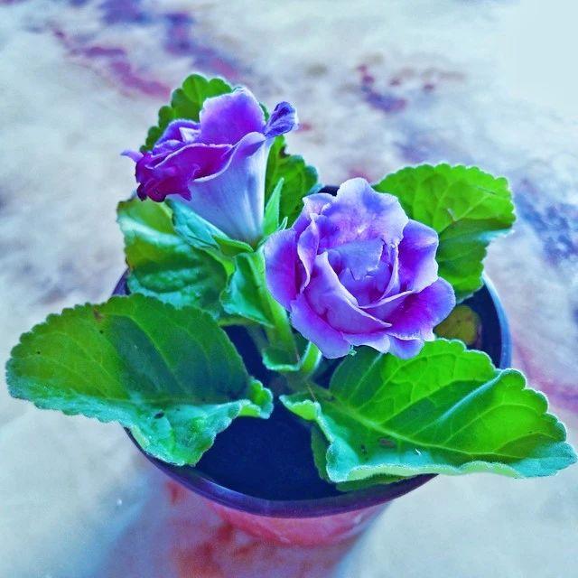 养花30年,建议夏季阳台种这"6种花",体验"夏日花海"的浪漫