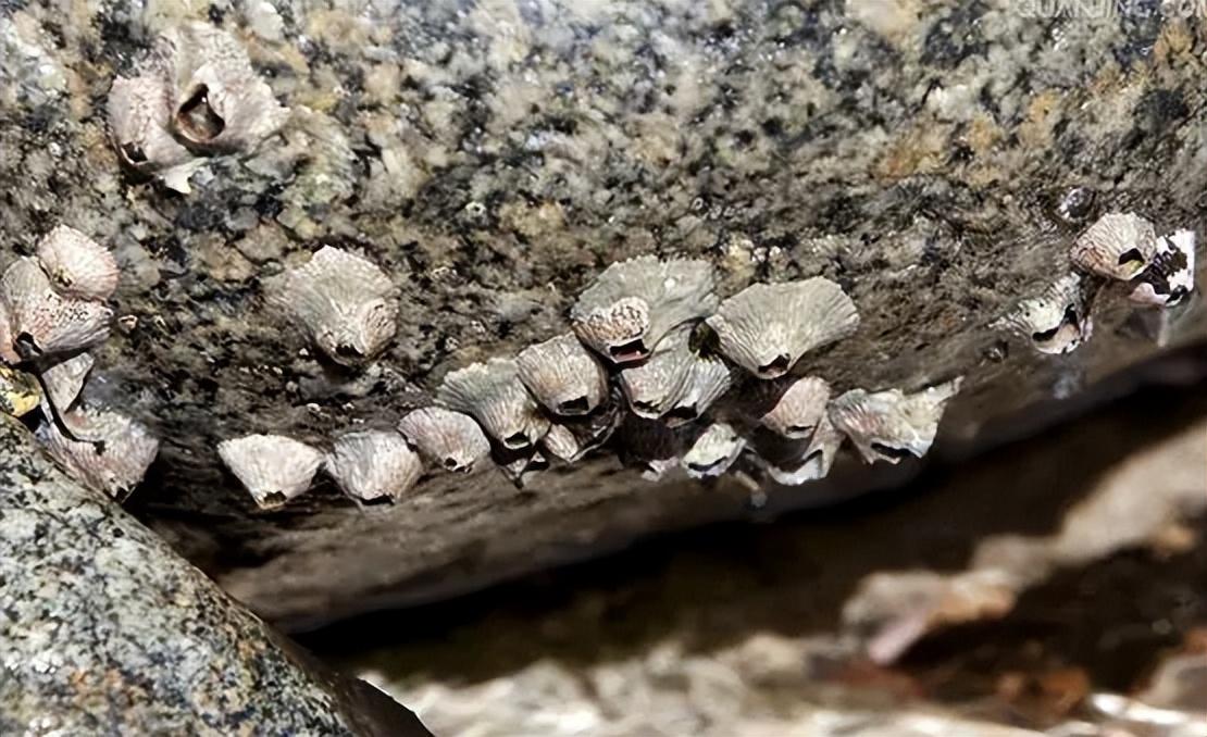 扒一扒藤壶的底细