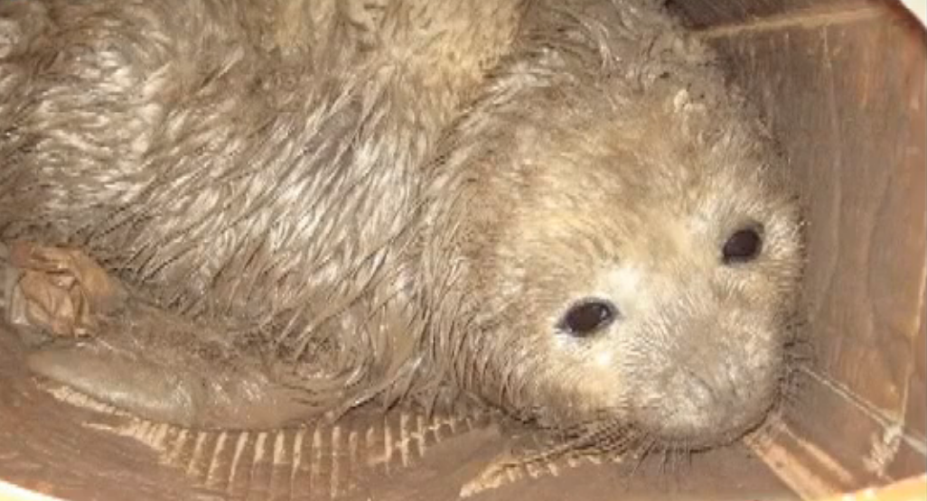 结果它却惊恐地发出了类似海狗的惨叫,仰着头,眼里似乎还噙着泪花.