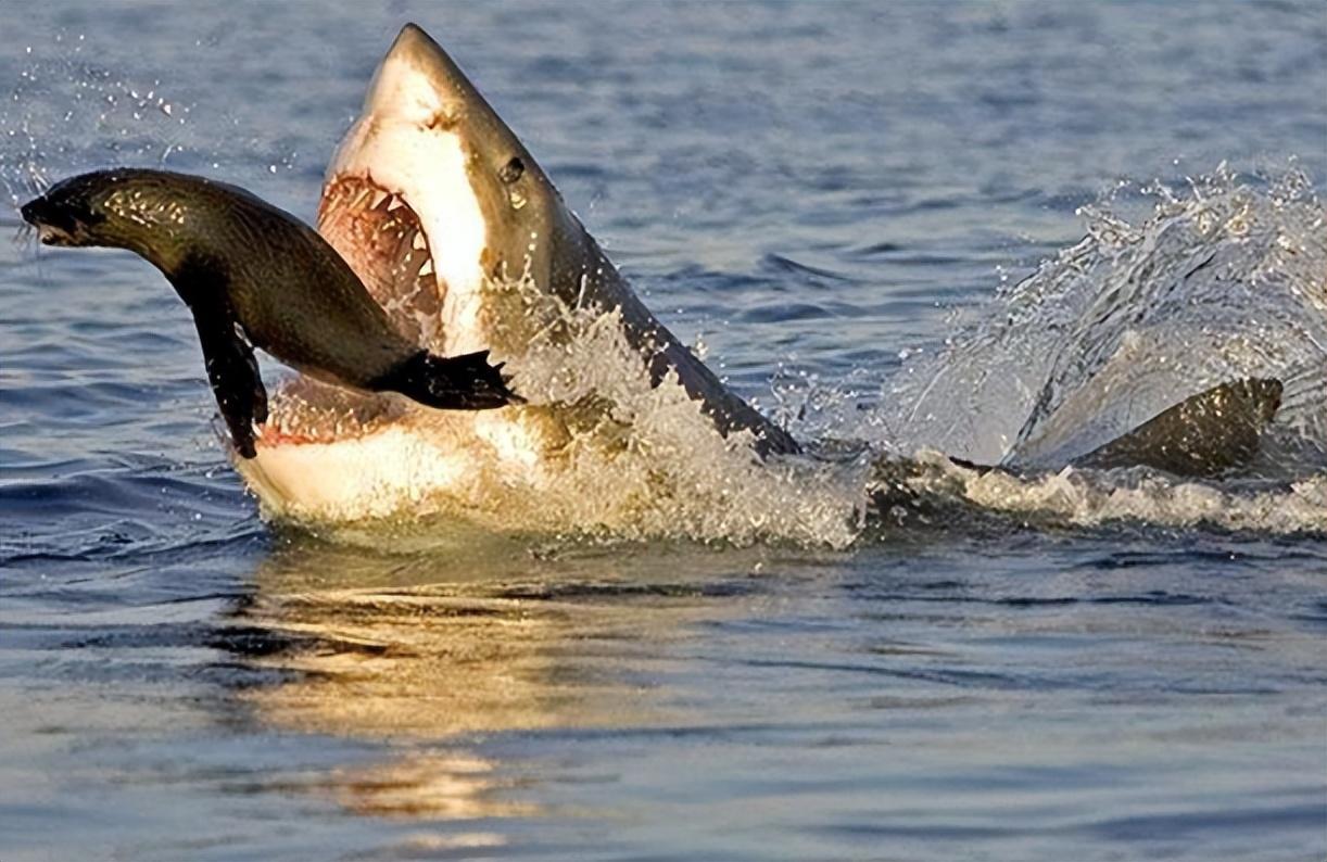 海洋生物的两大梦魇:大白鲨vs虎鲸