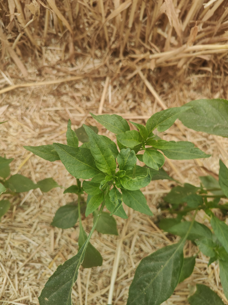 不少人把辣椒的这个症状当做了病毒病,这是大错特错的.