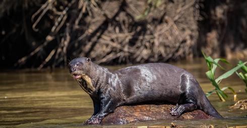 巨水獭战斗力有多强?生啃鳄鱼狂炫食人鱼,连森蚺它们也不放过!