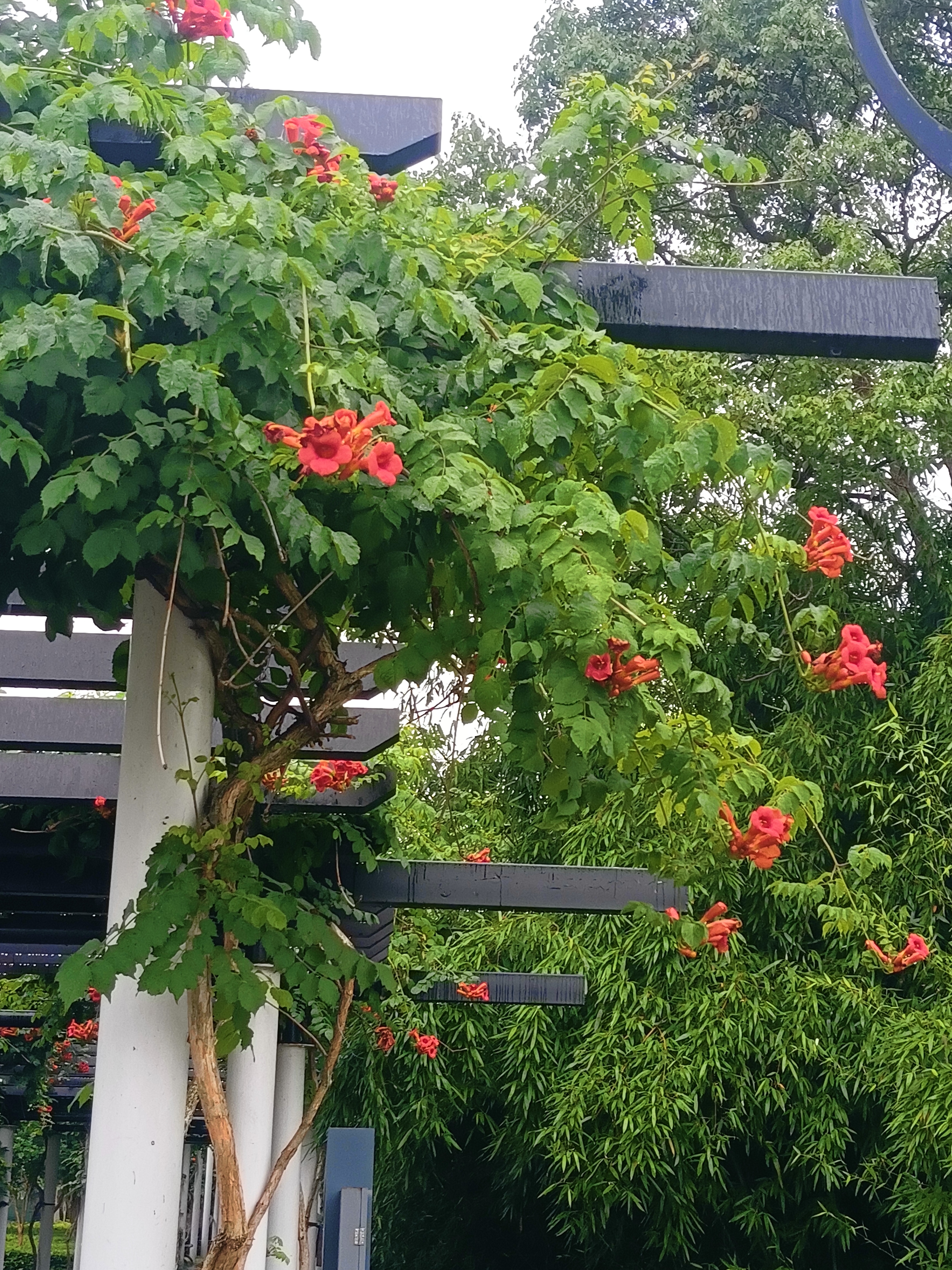 凌霄花 凌霄花是一种常见的开花植物,通常呈现出淡紫色至紫色的