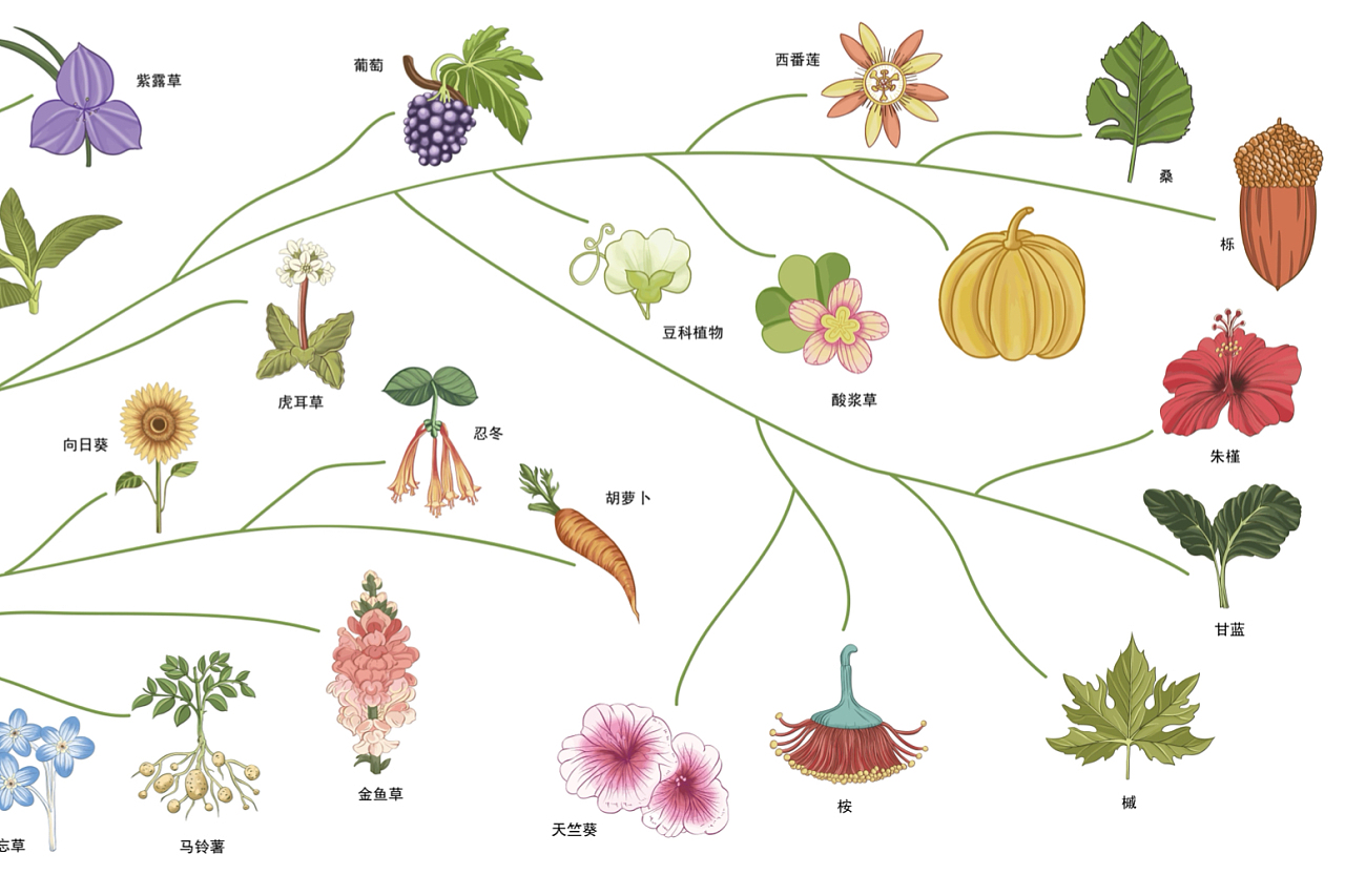 植物演变过程示意图图片