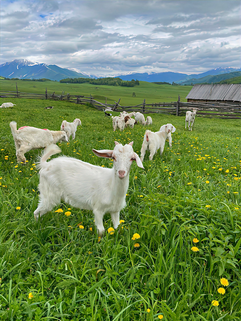 在大草原跟白山羊一块吃饭什么体验