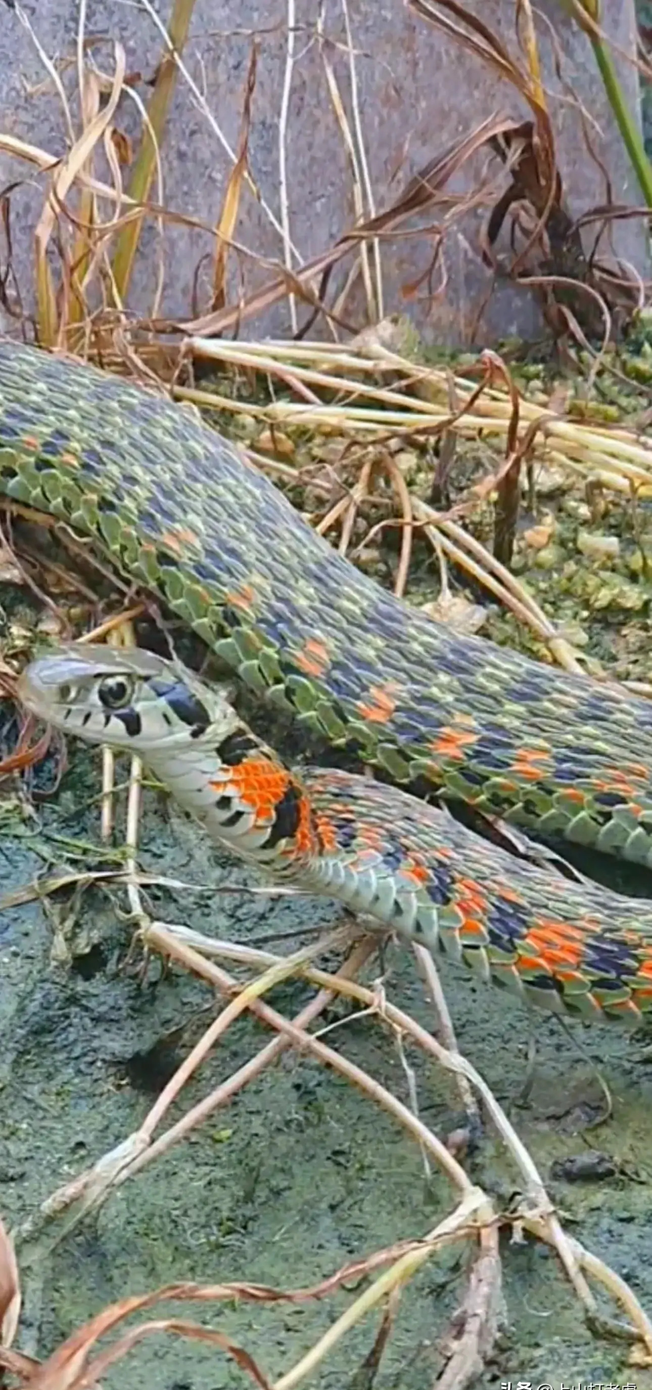 心惊胆怕!安徽黄山,一男子在山中荒地,居然发现条脖子红色的蛇