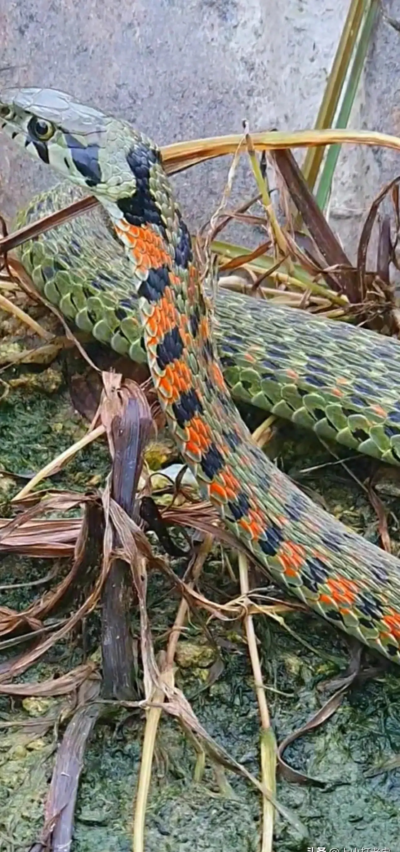 心惊胆怕!安徽黄山,一男子在山中荒地,居然发现条脖子红色的蛇