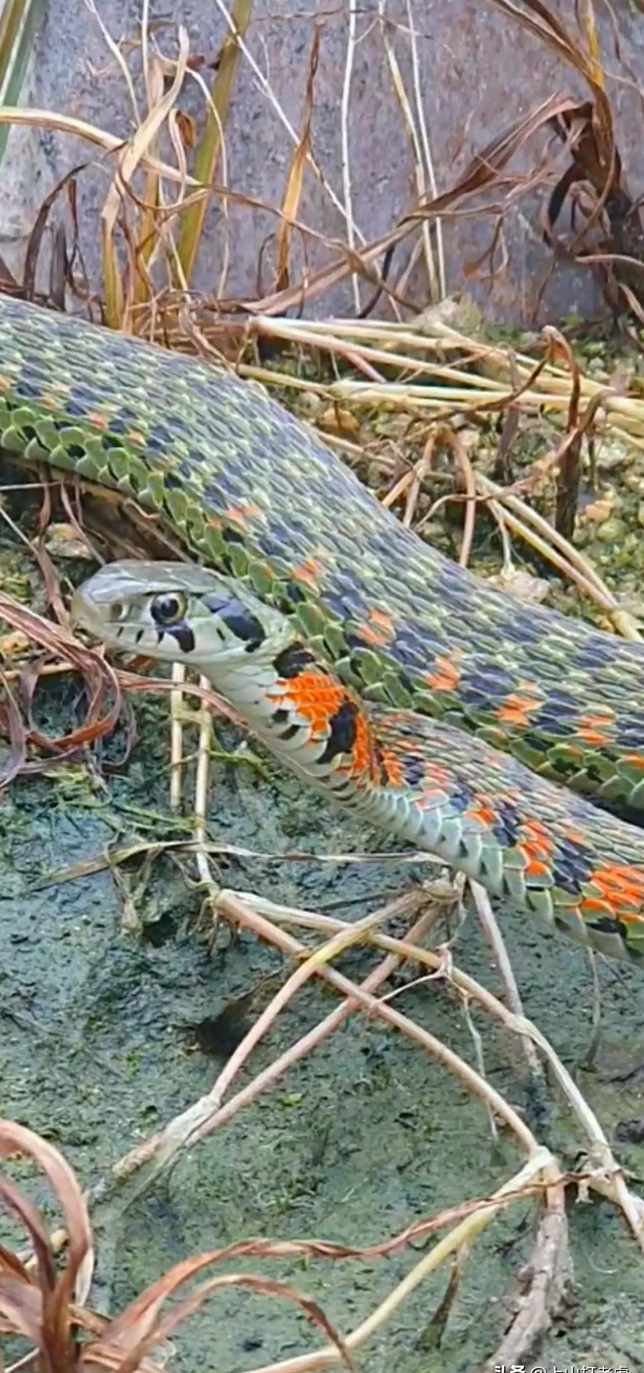 心惊胆怕!安徽黄山,一男子在山中荒地,居然发现条脖子红色的蛇