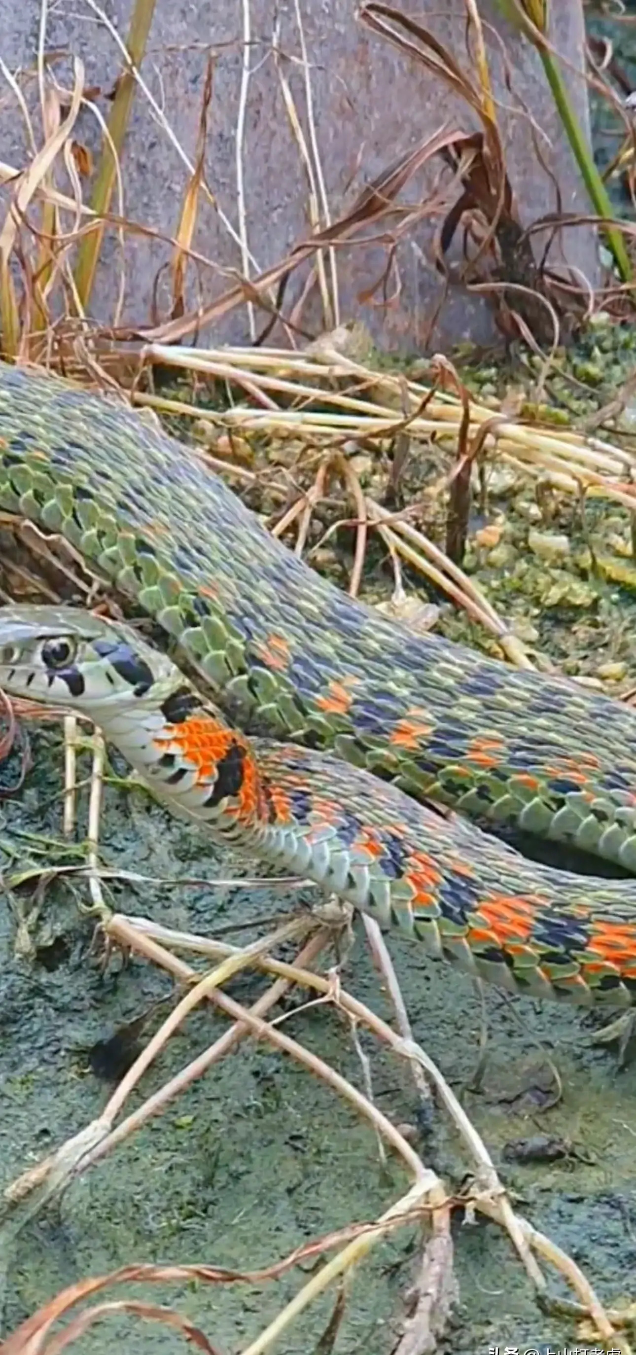 心惊胆怕!安徽黄山,一男子在山中荒地,居然发现条脖子红色的蛇