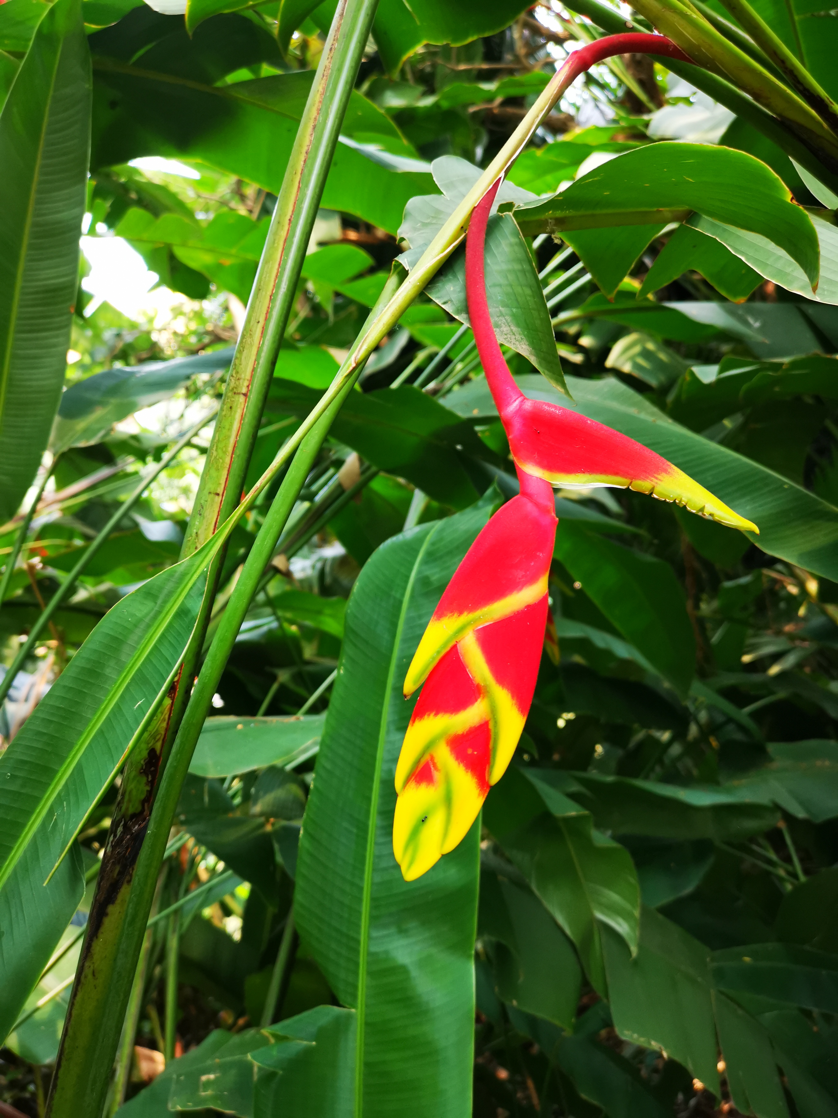 云南之旅看到这些植物它们生的特别确凿实好看也不知道它们叫什么?