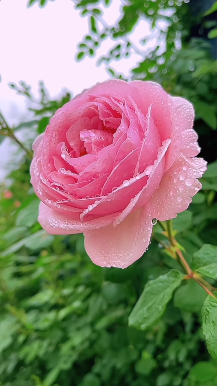 粉色月季花的色彩淡雅而清新,它的花瓣如同细腻的丝绸般柔软,散发出