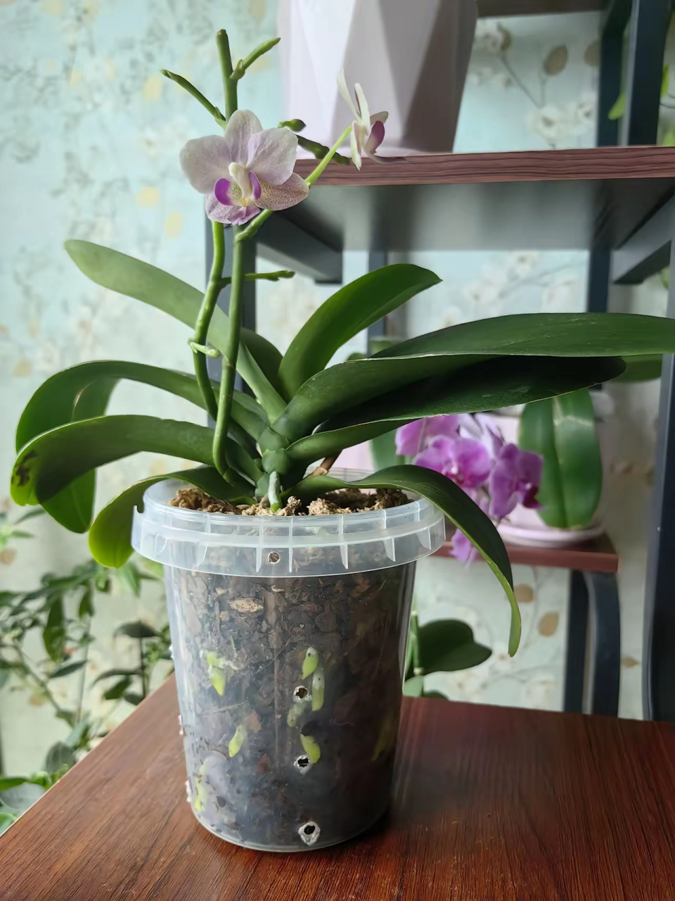 这棵蝴蝶兰春节前开的花.