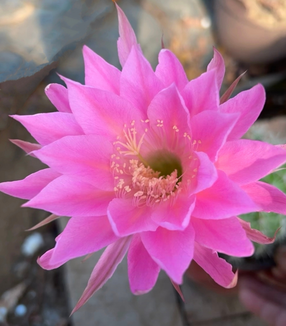 仙人掌花,展现出顽强与坚韧,为生活增添一抹色彩.