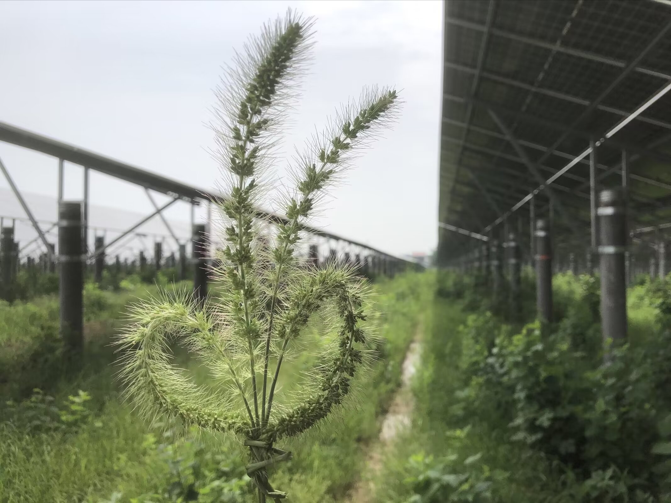 这是2022年4-5月份在湖北某个工地上拍的,亦然是两年前的事情了.