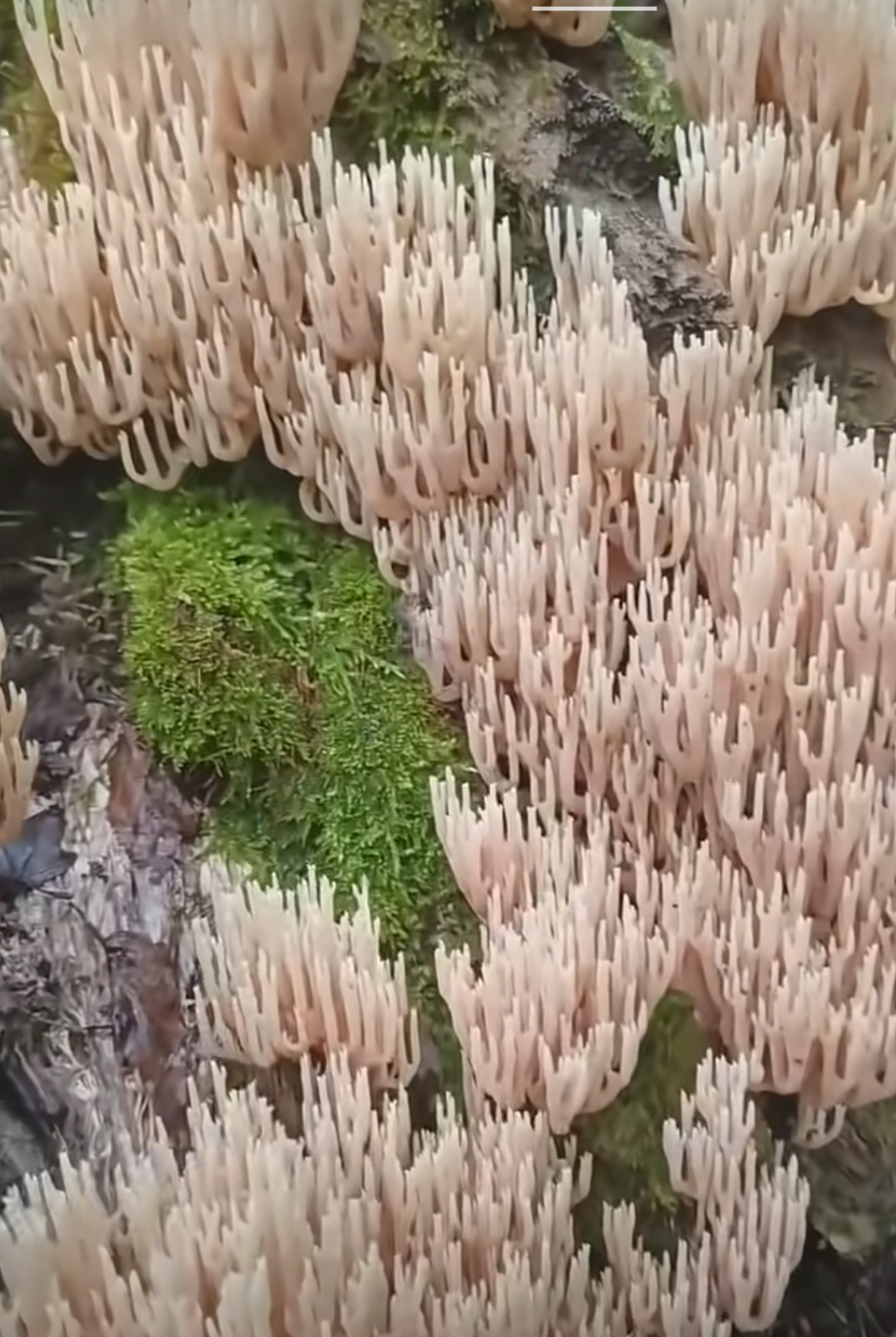 走进山林去摘野果,正在寻找哪里有果,突然发现一大片