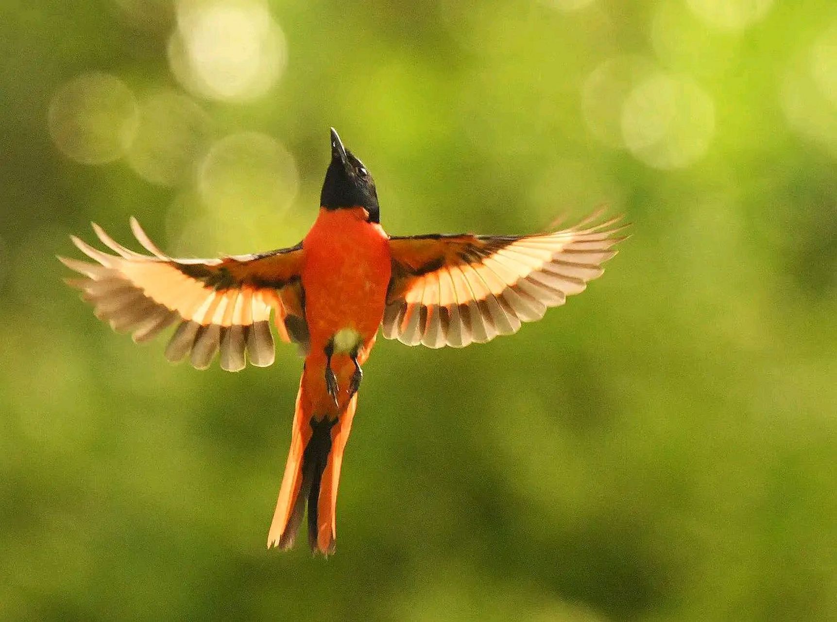 万物有灵 | 红山椒鸟 红山椒鸟(学名:pericrocotus roseus)为山椒鸟科