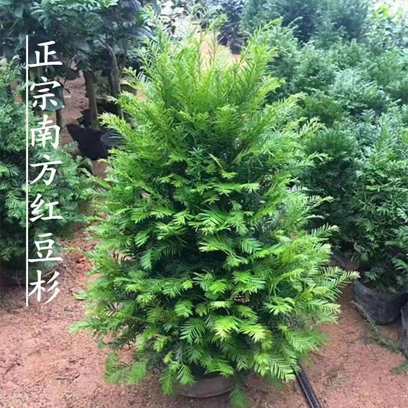 红豆杉盆栽植物 清新好养