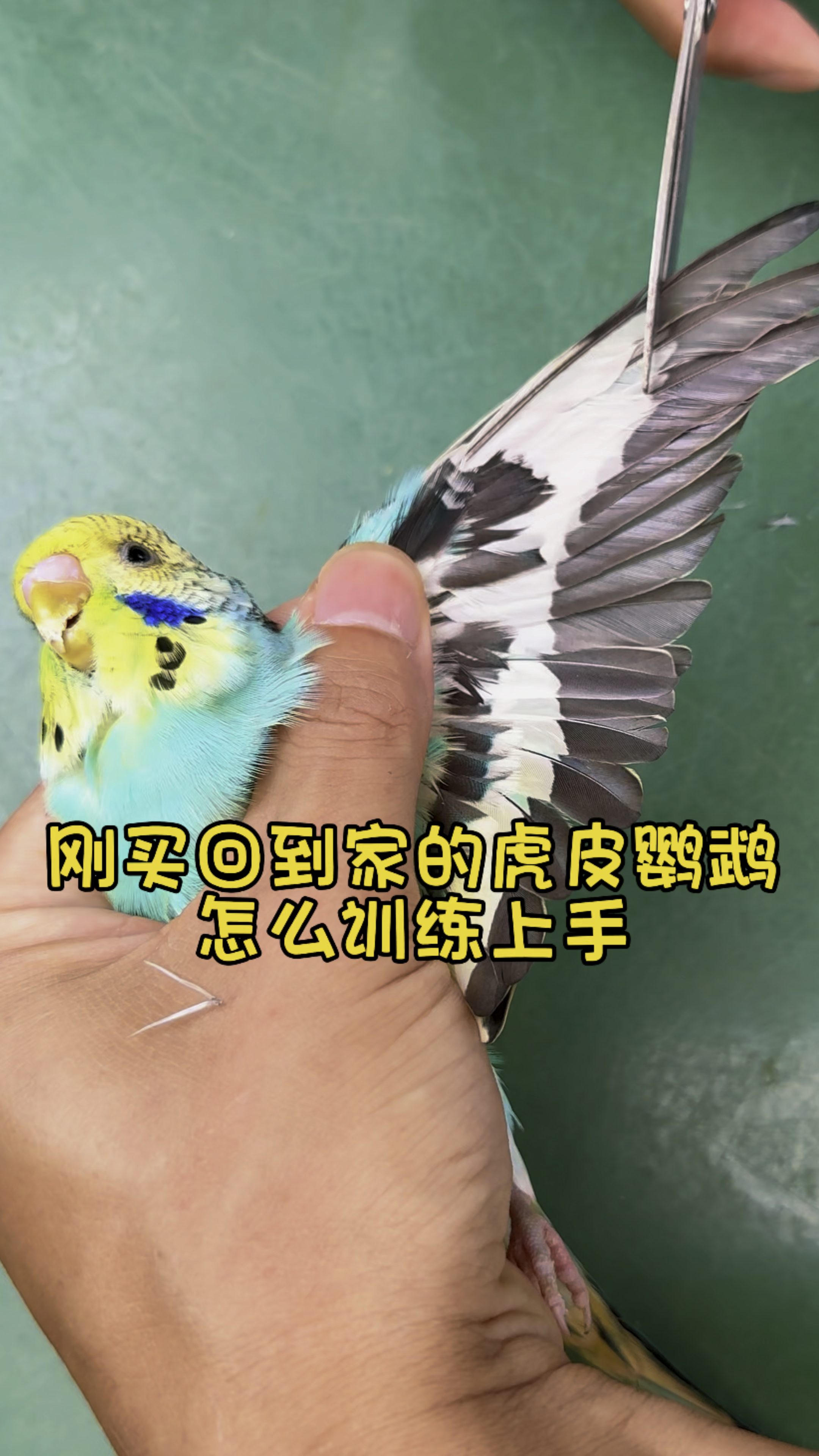刚买到家的虎皮鹦鹉怎么训练上手