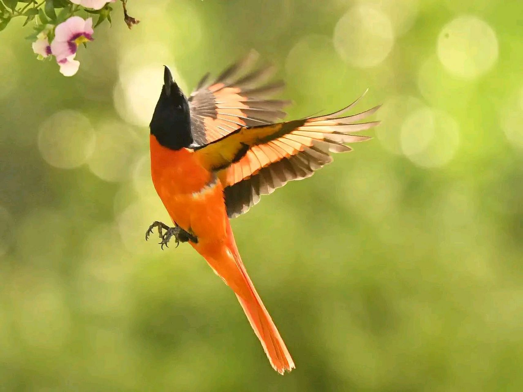 万物有灵 | 红山椒鸟 红山椒鸟(学名:pericrocotus roseus)为山椒鸟科