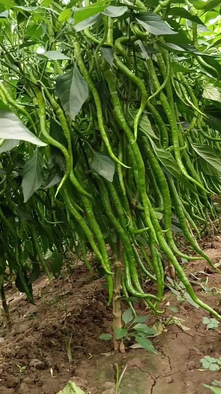 这辣椒细长细长的,长的真多,老板这回可算是大丰收了!