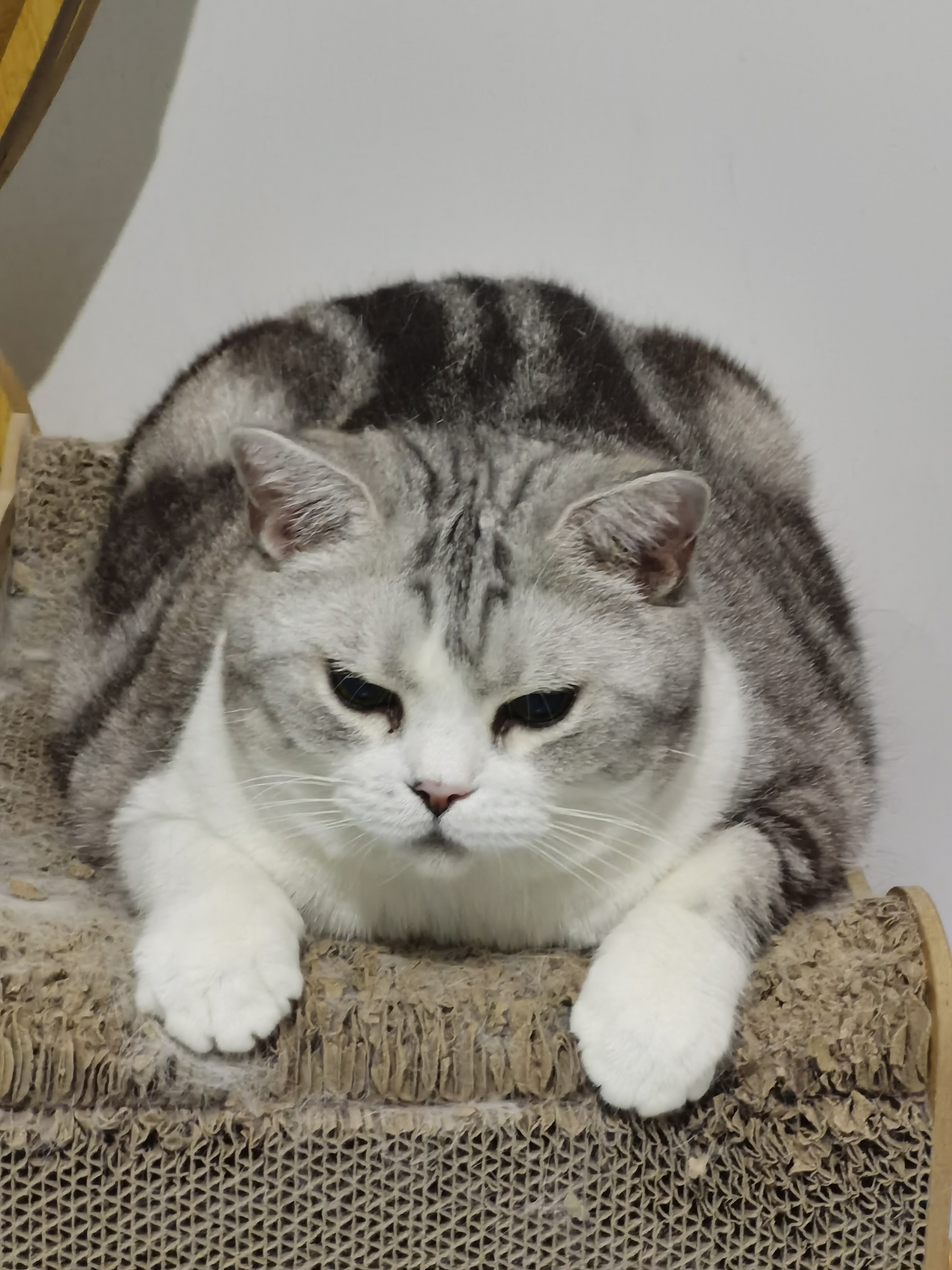 睡眼蒙眬的大喵太可爱了[偷笑]