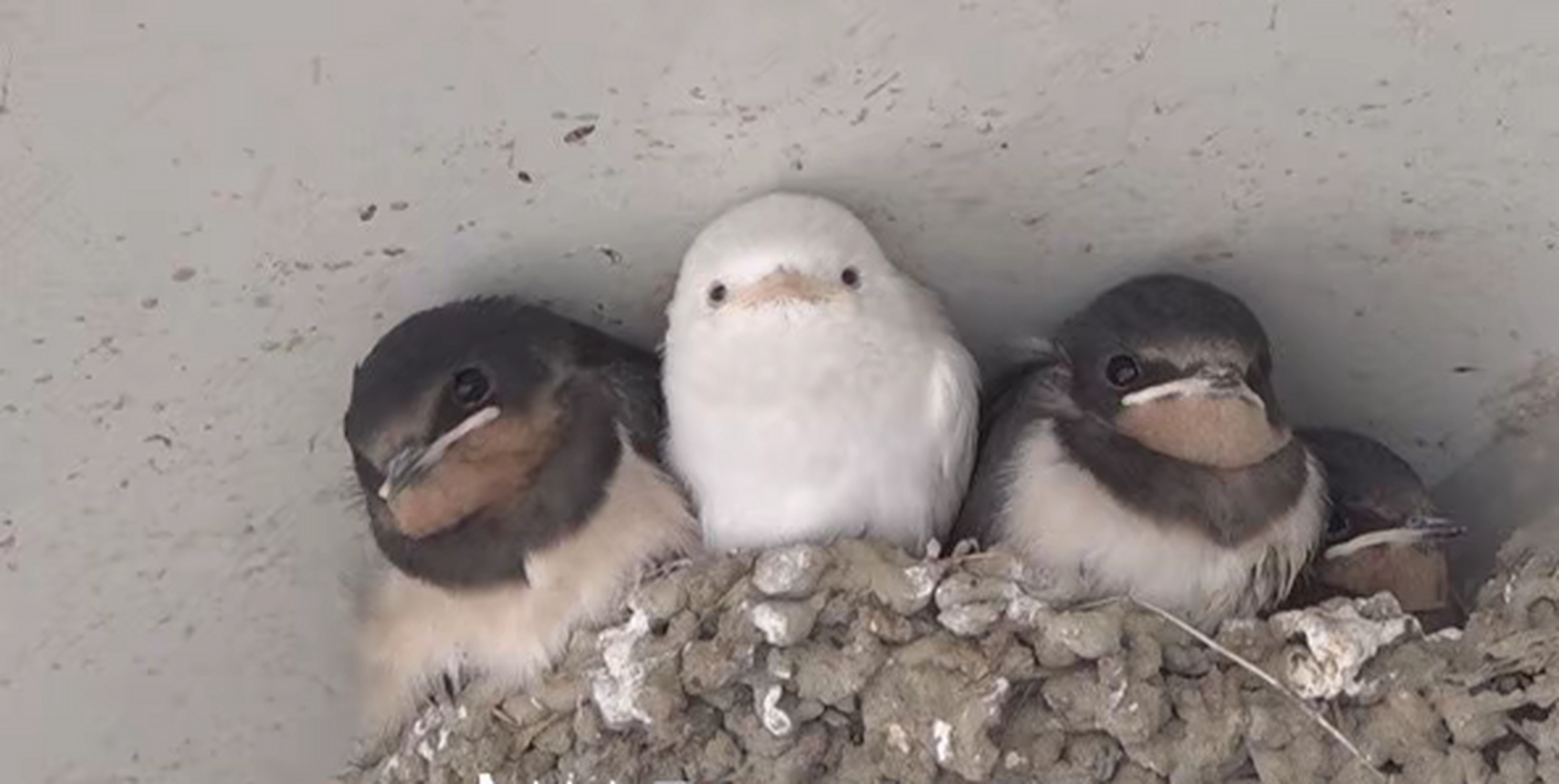 燕子宝宝,你为什么这么可爱?